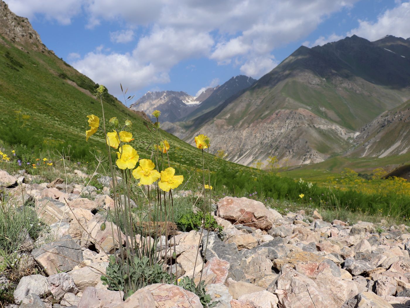 Image of Papaver croceum specimen.