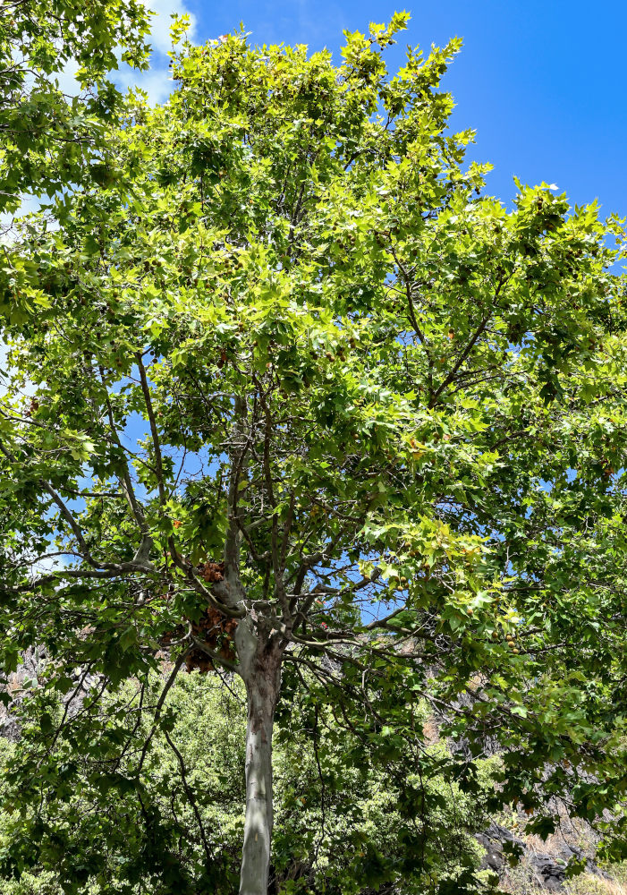 Изображение особи Platanus orientalis.