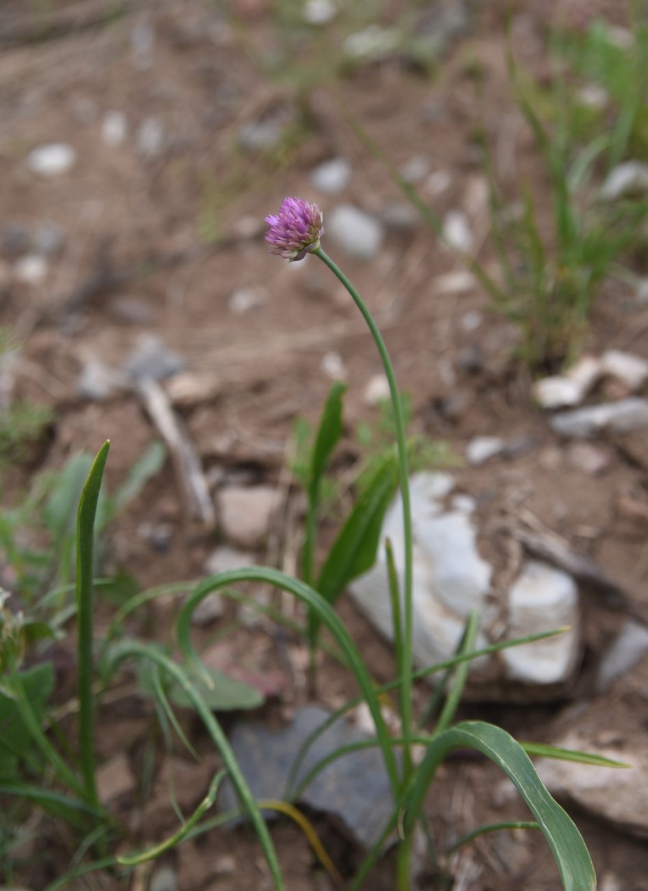 Изображение особи Неопознанный вид.