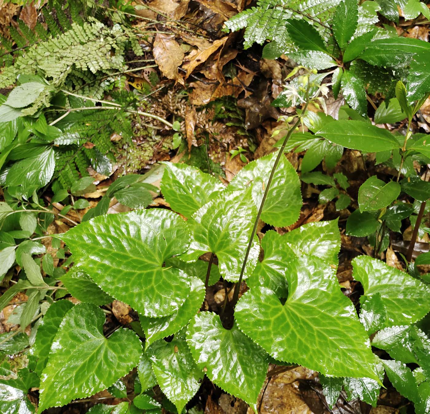Image of Beesia yangii specimen.