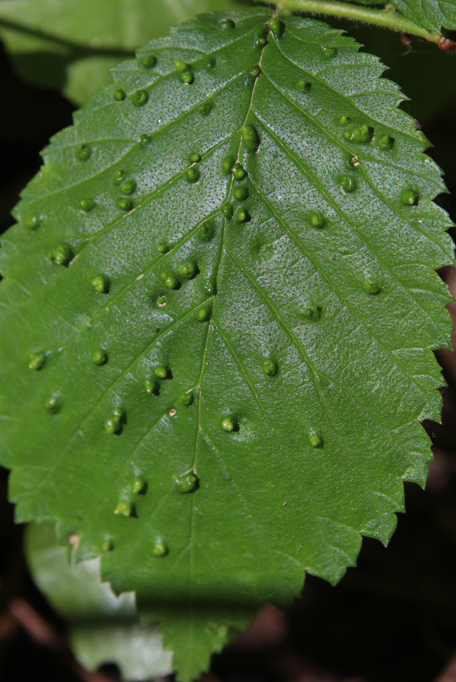 Изображение особи Ulmus glabra.