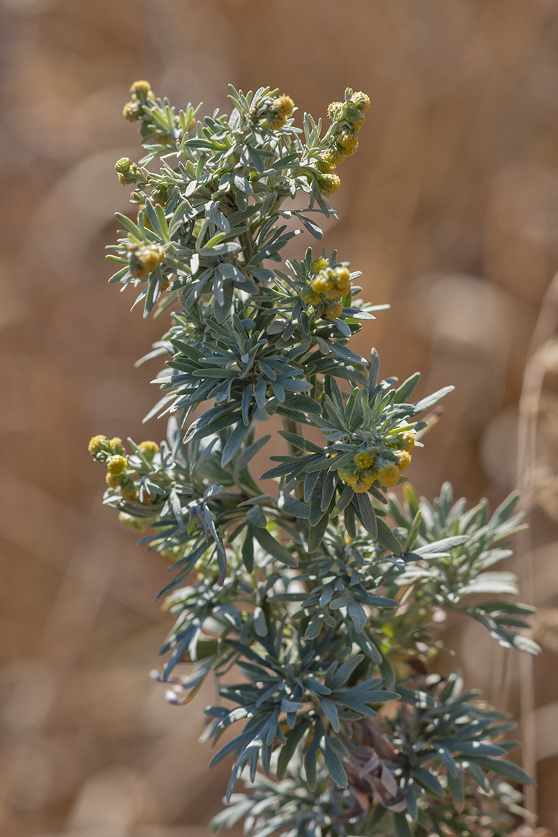 Image of genus Artemisia specimen.
