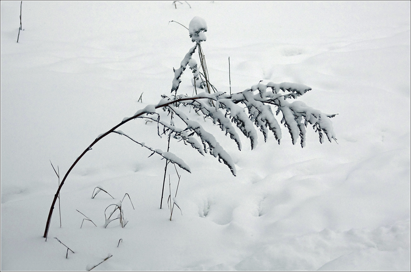 Image of genus Artemisia specimen.