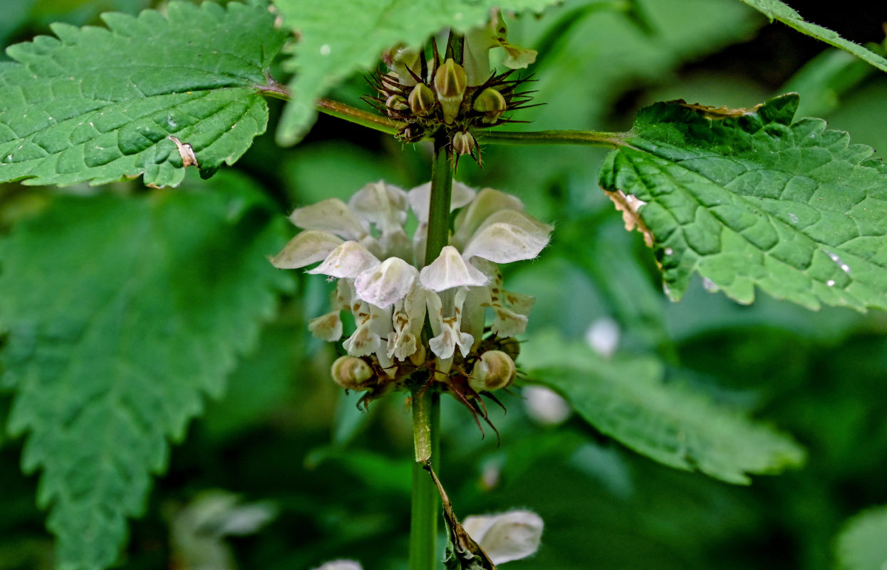 Изображение особи Lamium barbatum.