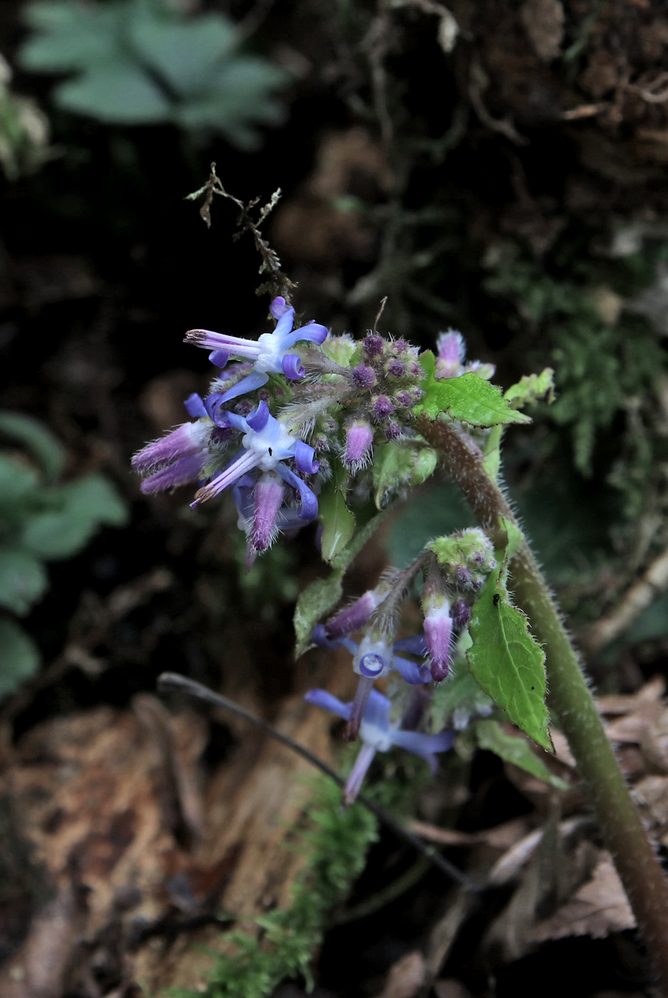 Изображение особи Trachystemon orientalis.