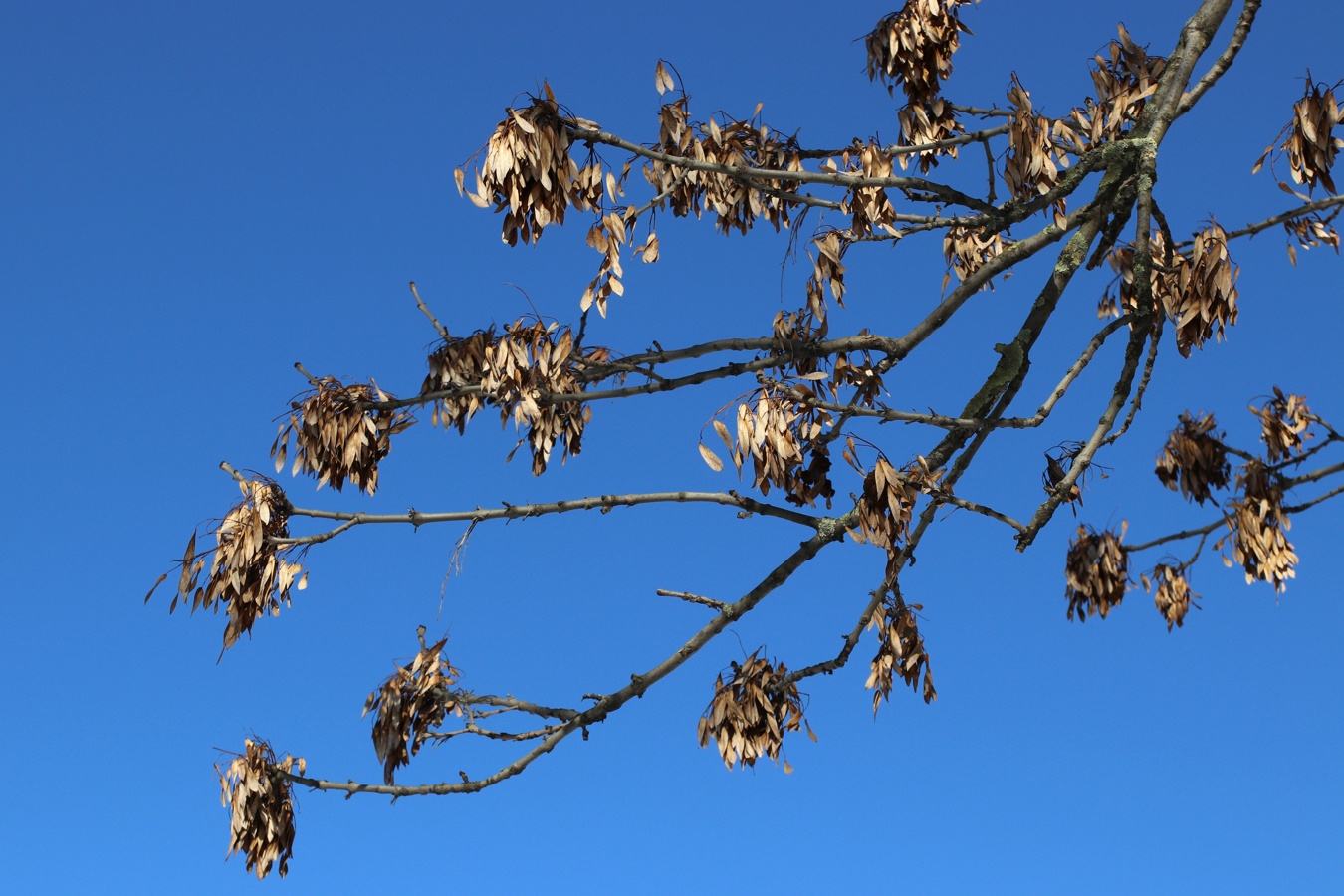 Изображение особи Fraxinus excelsior.