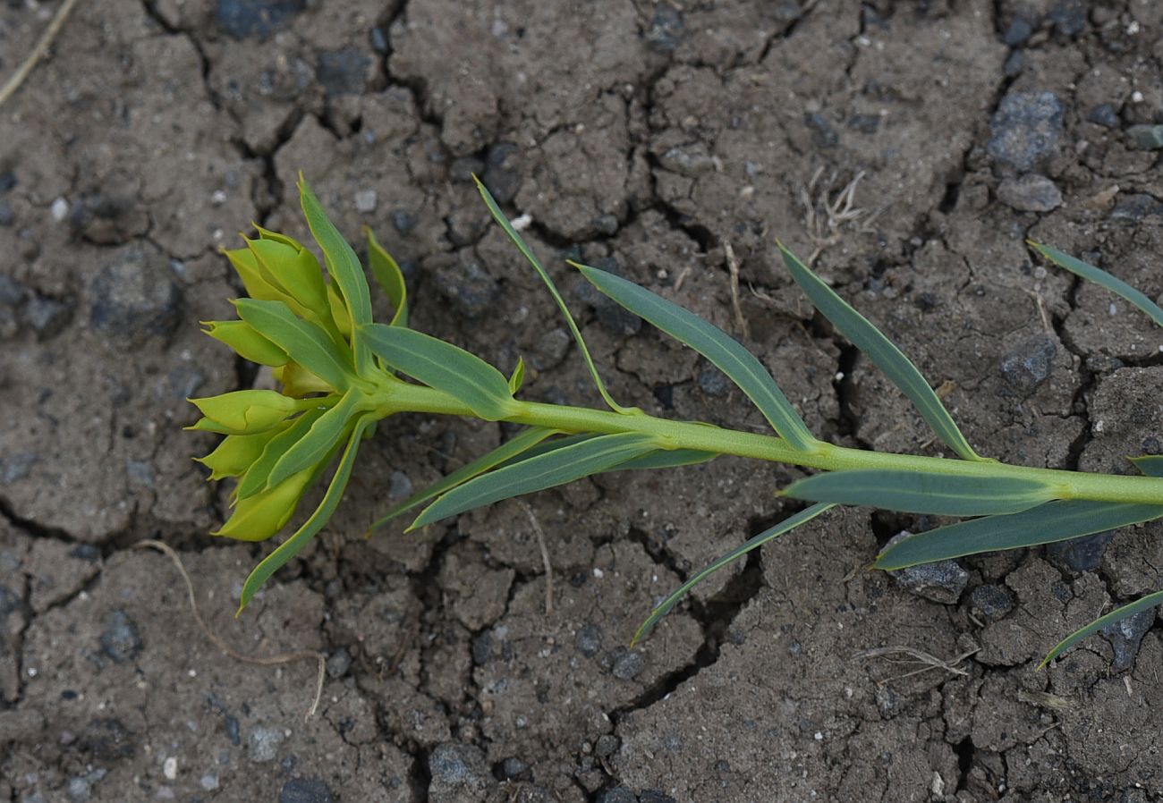 Image of genus Euphorbia specimen.