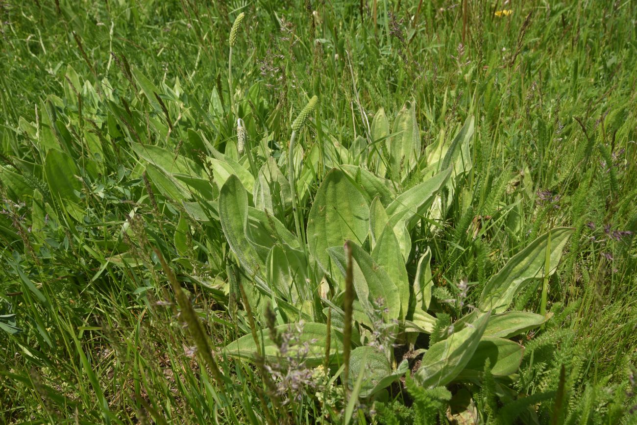 Изображение особи род Plantago.