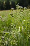 genus Achillea