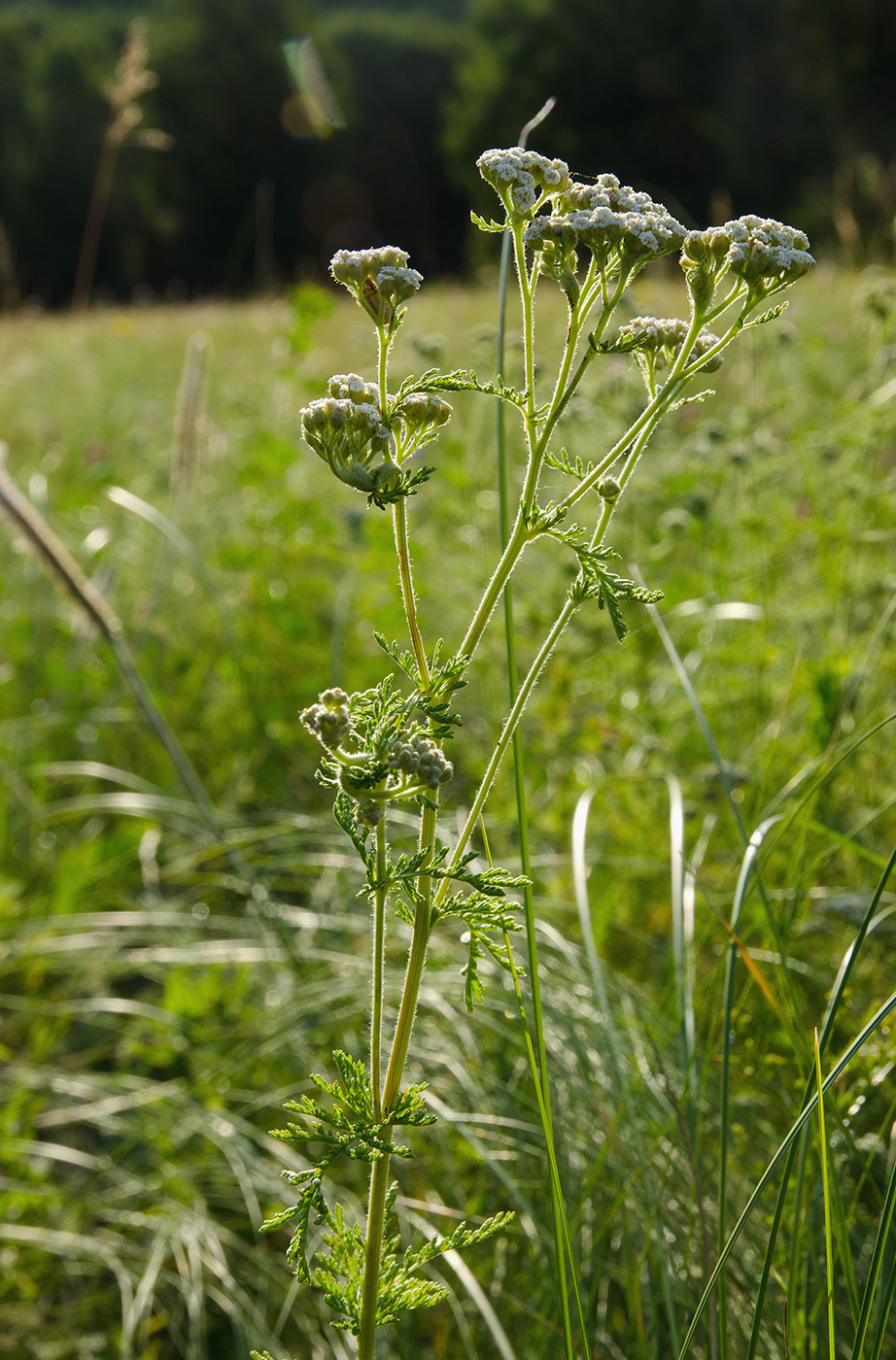 Image of genus Achillea specimen.