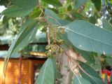 genus Eucalyptus