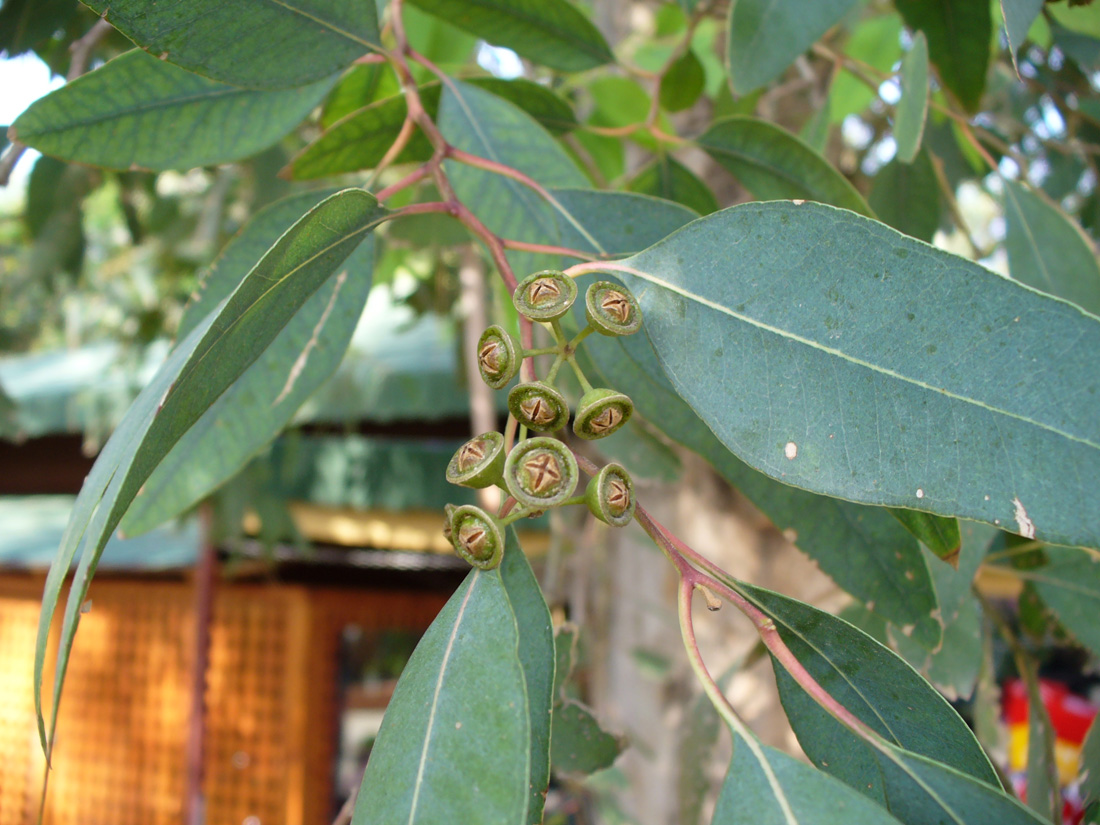 Изображение особи род Eucalyptus.