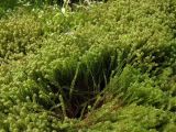 Paludella squarrosa. Вегетирующие растения на берегу ручья (в сообществе с Galium trifidum). Магаданская обл., окр. г. Магадан, басс. р. Балахапчан, заболоченный участок на склоне сопки. 14.07.2025.