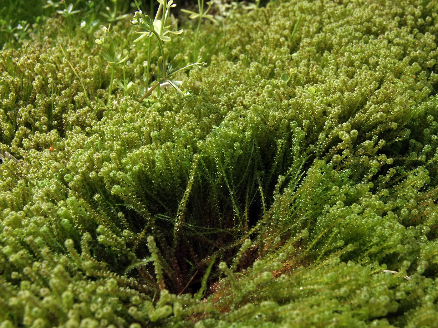 Image of Paludella squarrosa specimen.