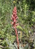 Orobanche centaurina. Цветущее растение (паразитирует на Psephellus carbonatus). ЛНР, г. Луганск, балка Калмыцкий яр, овраг на склоне юго-восточной эксп., петрофитная степь на выходах мергеля. 16.06.2026.