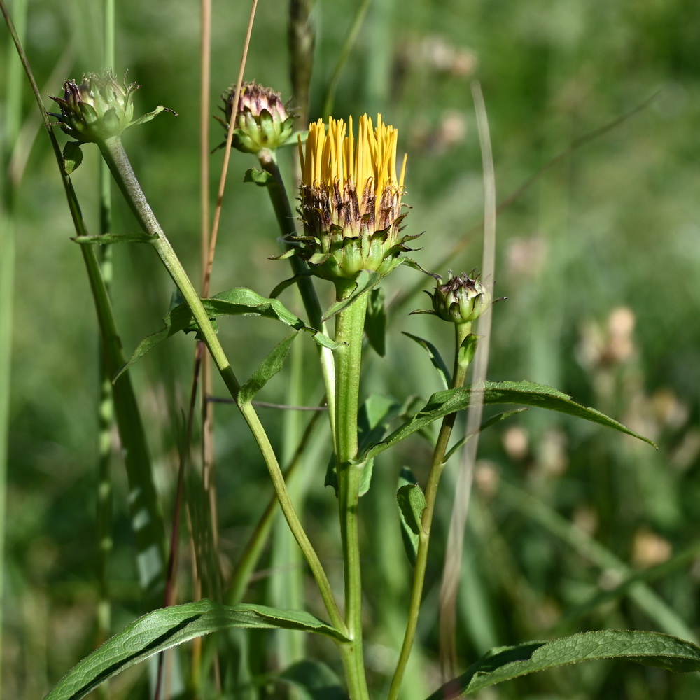 Изображение особи род Inula.