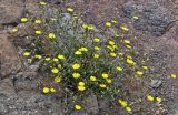 Tolpis succulenta. Цветущее растение. Португалия, о-в Мадейра, мыс Сан-Лоренцо, каменистый склон. 12.06.2026.