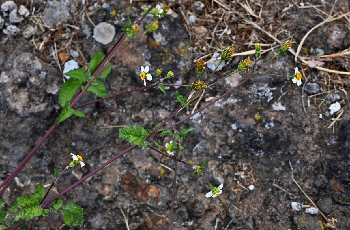 Изображение особи Bidens pilosa.