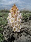 Cistanche fissa