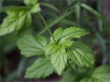 Geum urbanum