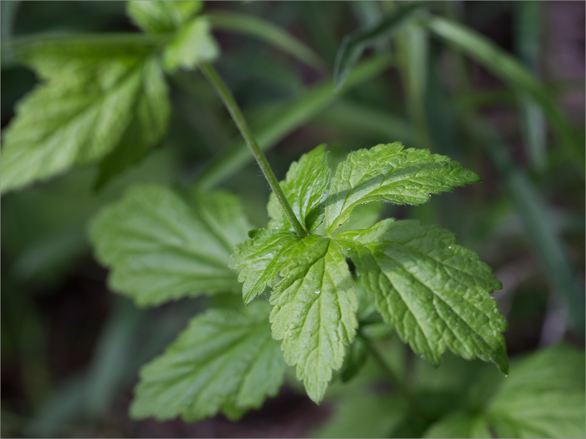 Изображение особи Geum urbanum.