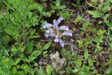 genus Phelipanche. Цветущее растение. Турция, ил Артвин, окр. дер. Кашикли 250 м ниже моста через р. Корпусу, левый борт долины, среди камней. 12 июня 2026 г.