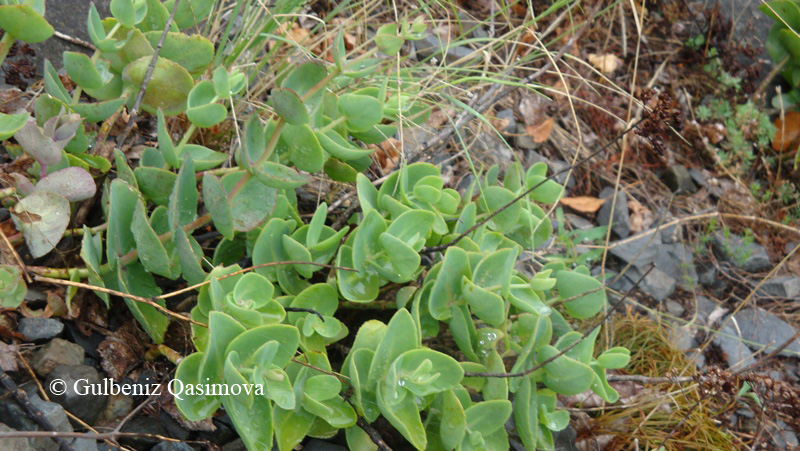 Изображение особи Hylotelephium caucasicum.