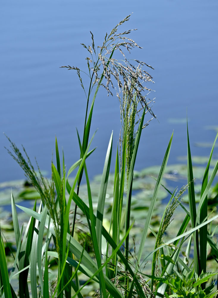 Image of Glyceria maxima specimen.