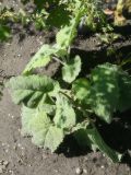 Salvia verticillata