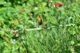 Lathyrus miniatus. Часть побега с цветущим и развивающимися соцветиями. Турция, ил Артвин, р-н Юсуфели, 400 м ниже дер. Гюльпынар, выс. 1520 м н.у.м., обочина дороги со стороны обрыва. 13 июня 2026 г.