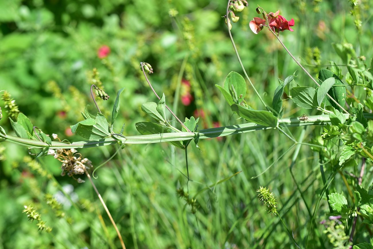 Image of Lathyrus miniatus specimen.
