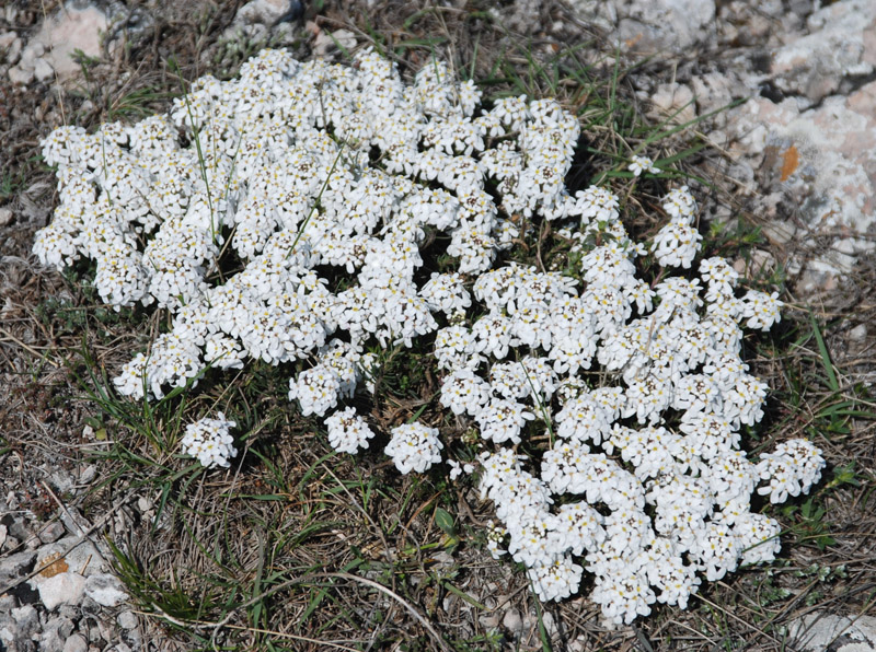 Image of Iberis saxatilis specimen.