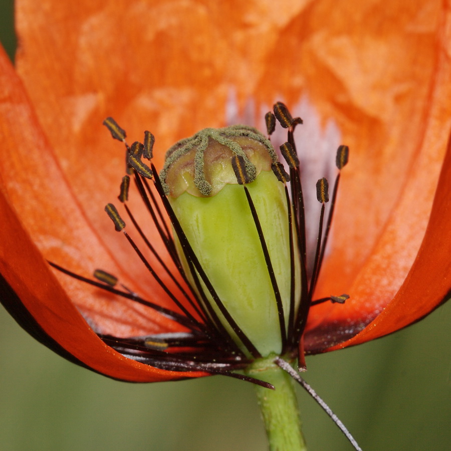 Image of Papaver stevenianum specimen.