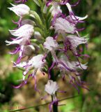 Orchis simia