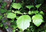 Crataegus dahurica