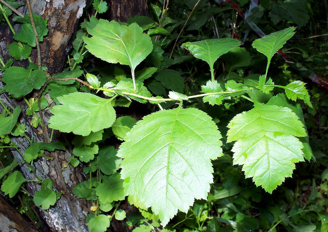 Изображение особи Crataegus dahurica.