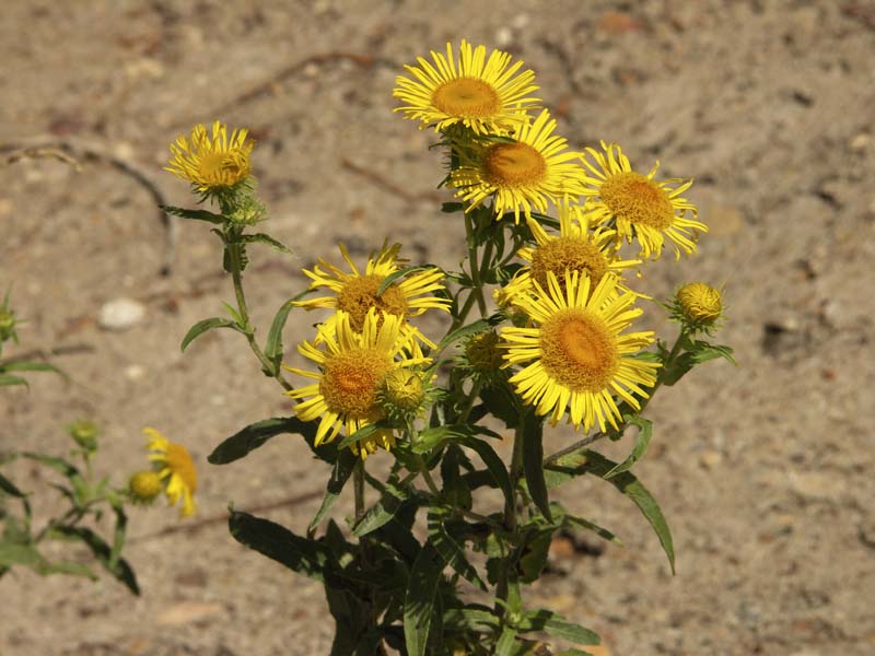 Изображение особи Inula britannica.