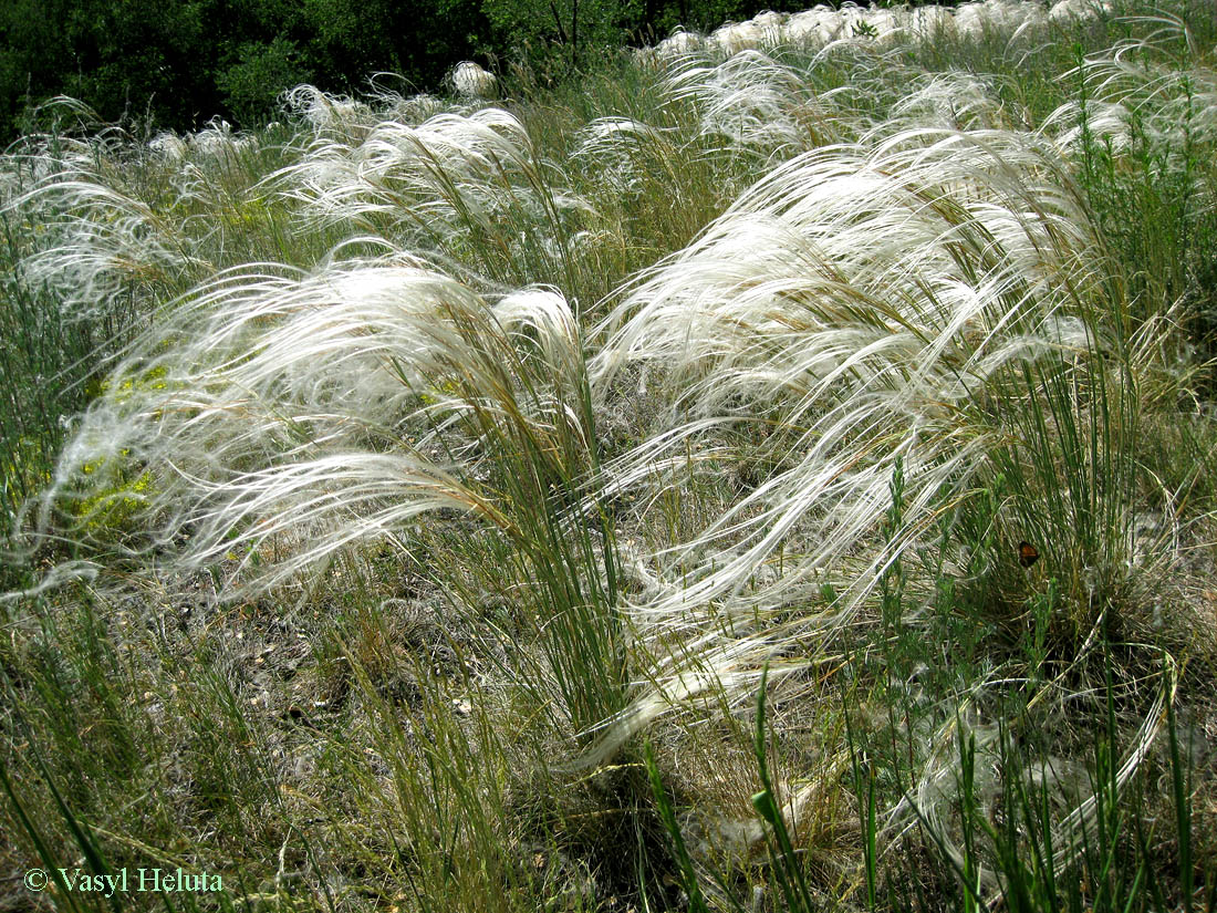 Изображение особи Stipa borysthenica.