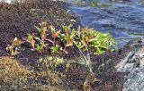 genus Epilobium