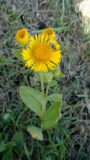 Inula auriculata