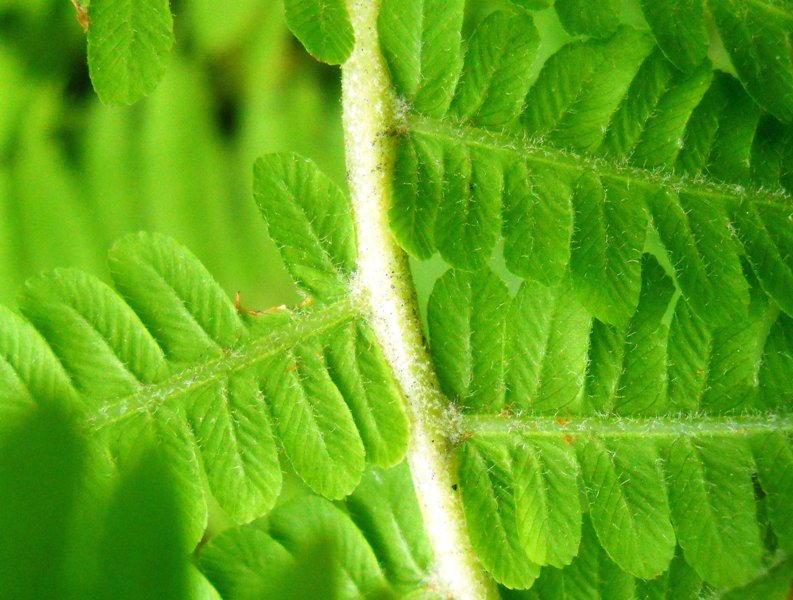 Image of Matteuccia struthiopteris specimen.