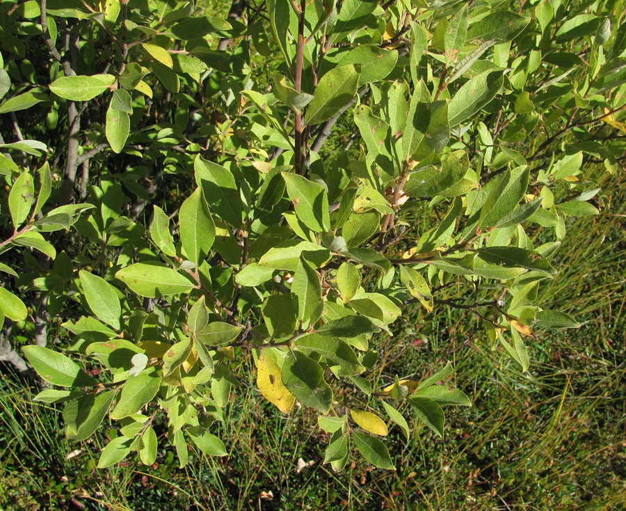 Изображение особи Salix × laurina.