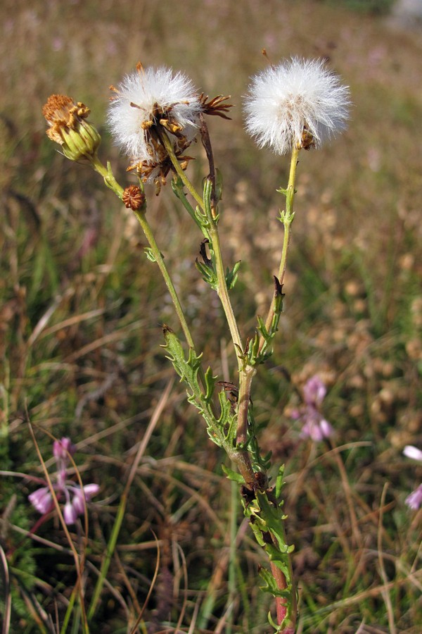 Image of Senecio tauricus specimen.