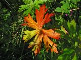 Geranium palustre
