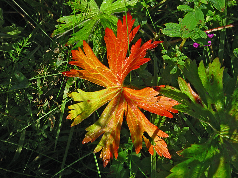 Image of Geranium palustre specimen.