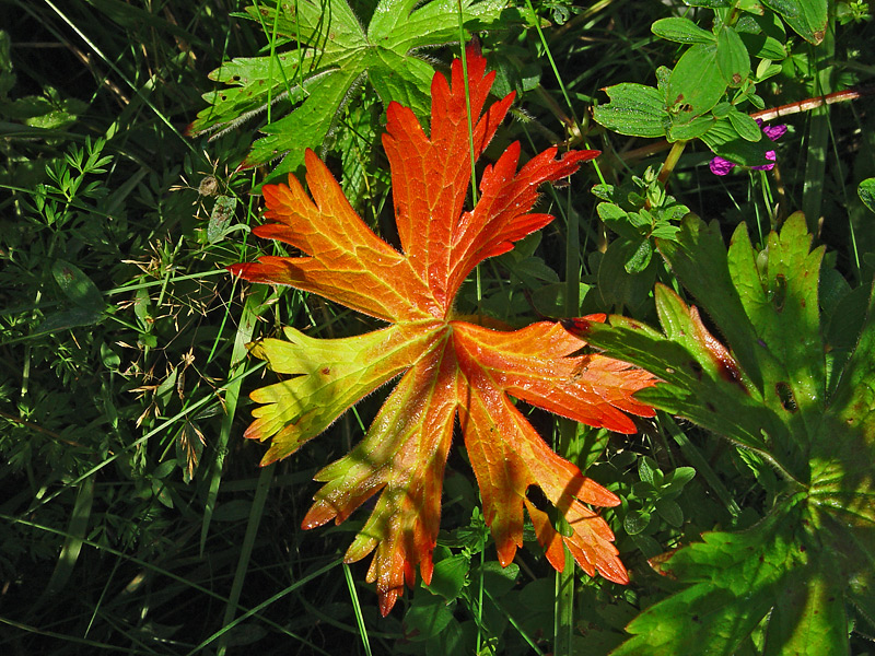 Изображение особи Geranium palustre.