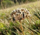 Allium lusitanicum. Соплодие с вызревшими вскрывшимися плодами. Украина, Львовская обл., Золочивский р-н, на запад от села Червонэ, урочище \"Лыса гора\", луг на пологом склоне горы. 23.09.2011.