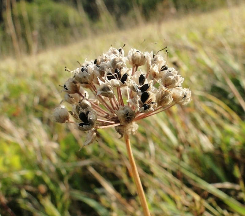 Изображение особи Allium lusitanicum.