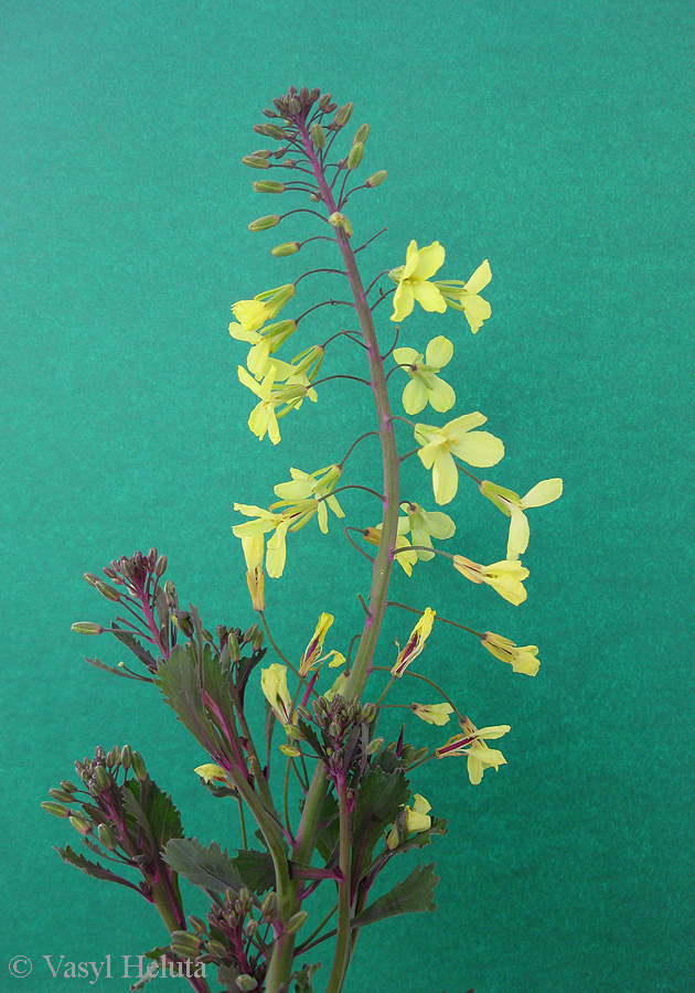 Image of Brassica oleracea var. viridis specimen.