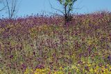 Allium rotundum. Аспект цветущих растений. Воронежская обл., Павловский р-н, окр. с. Михайловка (Шипов лес), склон оврага. 18.06.2011.